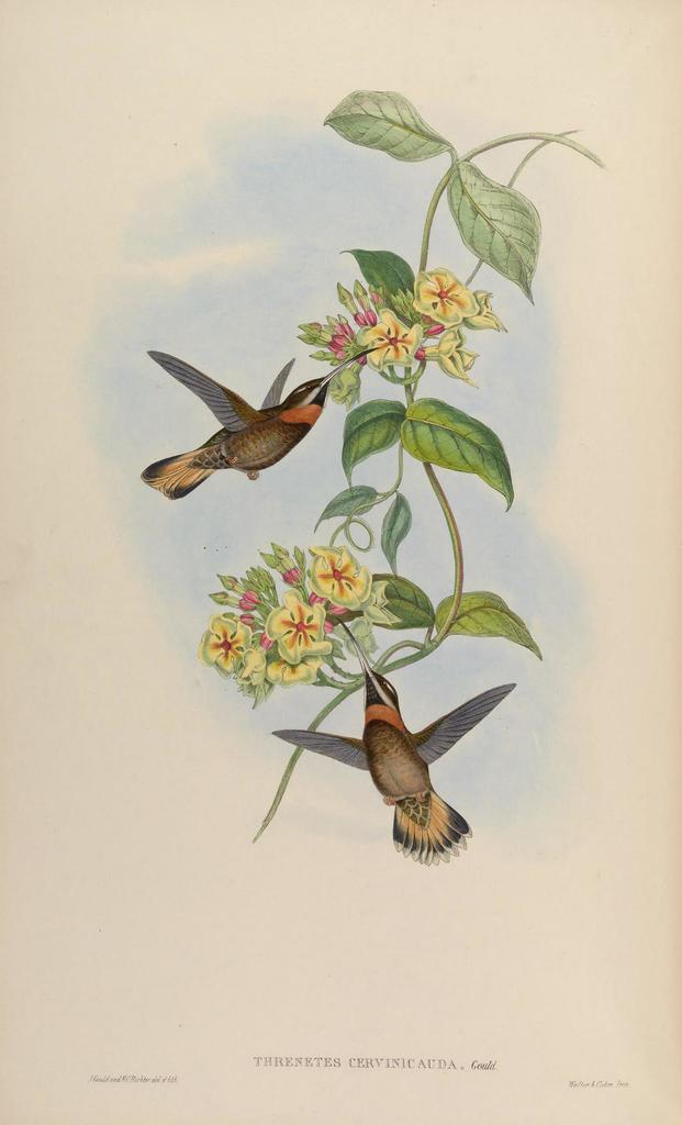 Pale-Tailed Barbthroat