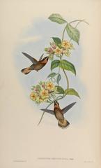 Pale-Tailed Barbthroat photo 1