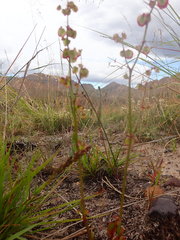 Rumex woodii