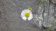 Erigeron karvinskianus