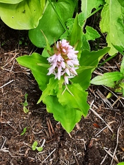 Galearis camtschatica