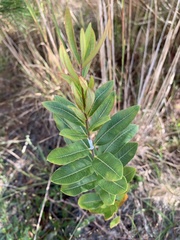 Asclepias tomentosa image