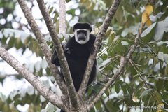 Colobus guereza