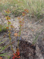 Rumex woodii