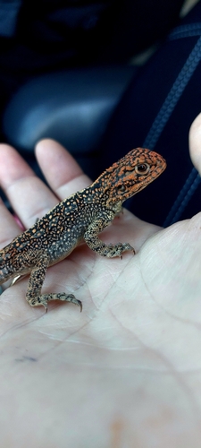 Central Netted Dragon, Ctenophorus nuchalis