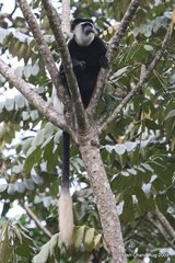 Colobus guereza