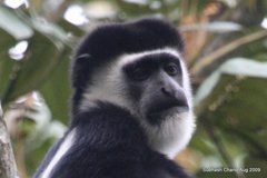 Colobus guereza