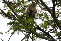 Piliocolobus tephrosceles