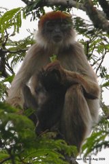 Piliocolobus tephrosceles