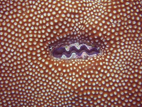 Photo of Crocus giant clam (Tridacna crocea)