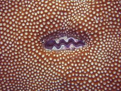 Tridacna crocea