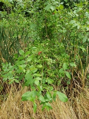 Solanum dulcamara
