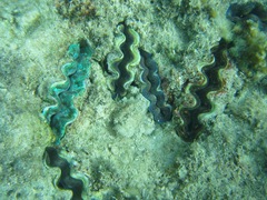Tridacna crocea