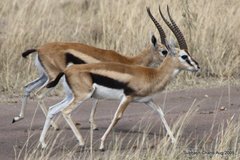 Thomson's Gazelle photo 2