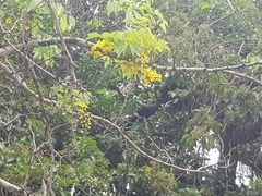 Penelope superciliaris