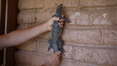 Salvator merianae merianae