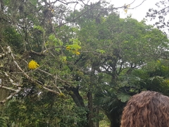 Penelope superciliaris