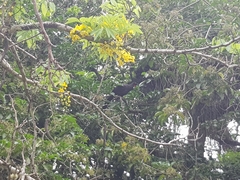 Penelope superciliaris