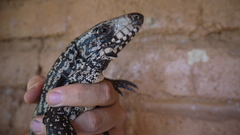 Salvator merianae merianae