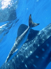 Rachycentron canadum