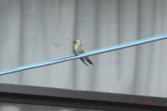 Cynanthus latirostris