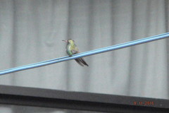 Cynanthus latirostris