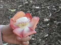Couroupita guianensis