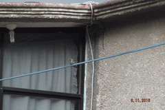 Cynanthus latirostris