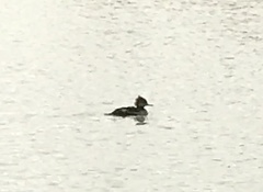 Lophodytes cucullatus