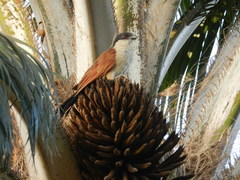 Centropus senegalensis