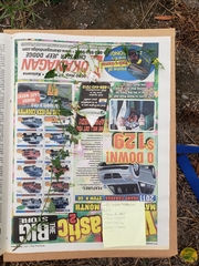 Convolvulus arvensis