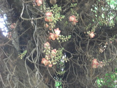 Couroupita guianensis