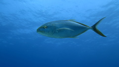 Caranx bartholomaei
