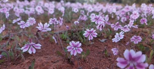 Pink Velleia (Goodenia rosea)