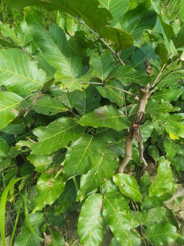 African mahogany