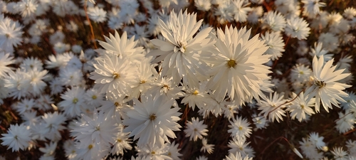 rosy sunray (Rhodanthe chlorocephala)