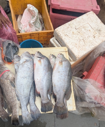 Observations by ashwitshetty · iNaturalist