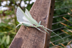 Tropidoderus childrenii