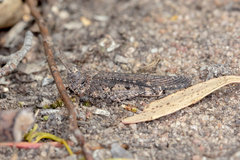 Austroicetes pusilla