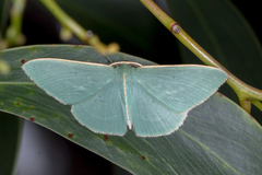 Chlorocoma stereota