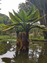 Typhonodorum lindleyanum