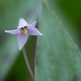 Minnesota Dwarf Trout Lily - Photo (c) dogtooth77, some rights reserved (CC BY-NC-SA)
