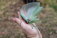 Tropidoderus childrenii