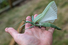 Tropidoderus childrenii