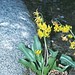 Shuteye Peak Fawn Lily - Photo (c) 1996 Dean Wm. Taylor, some rights reserved (CC BY-NC-SA)