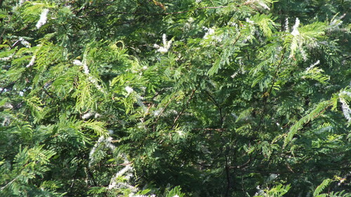 Pityrocarpa obliqua, 2025-08-30