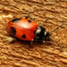 Handsome Fungus Beetle - Photo (c) Katja Schulz, some rights reserved (CC BY)