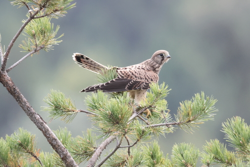 Faucon crécerelle