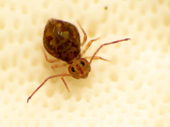 Ptenothrix beta