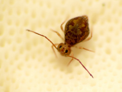 Ptenothrix beta